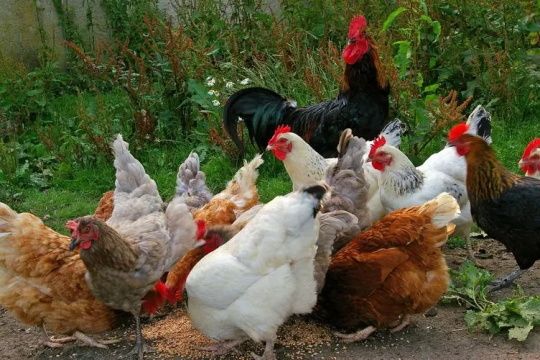常州养殖鸡场LOGO
