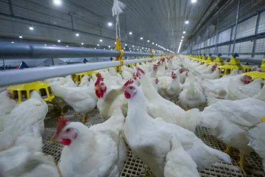 苏州养殖鸡场加盟