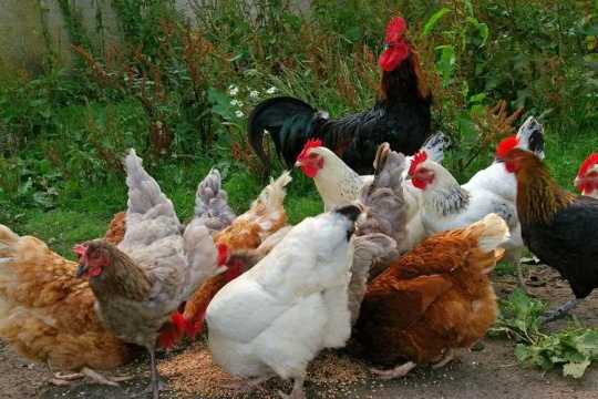 南京养殖鸡场加盟